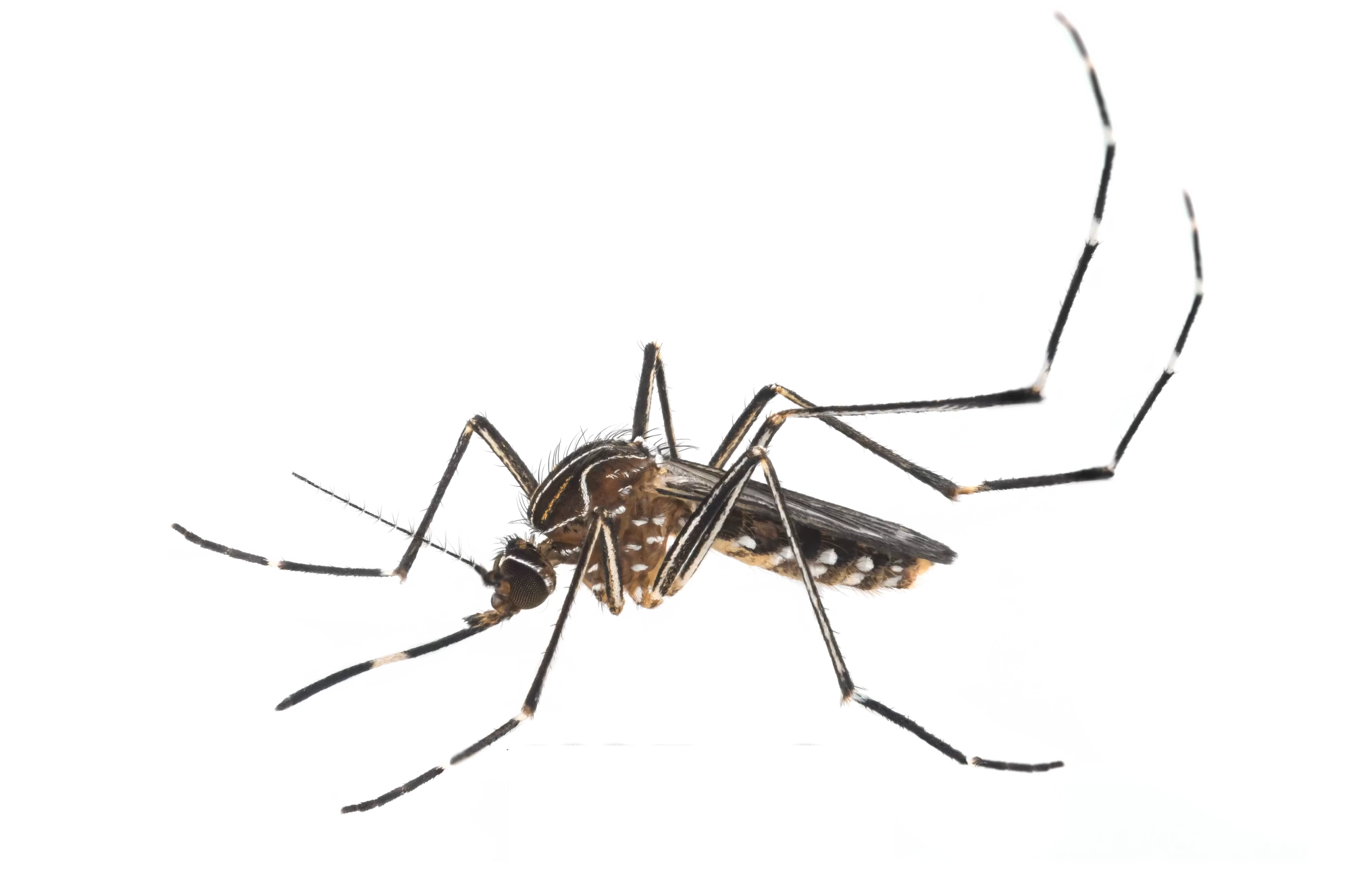 Paper Wasp