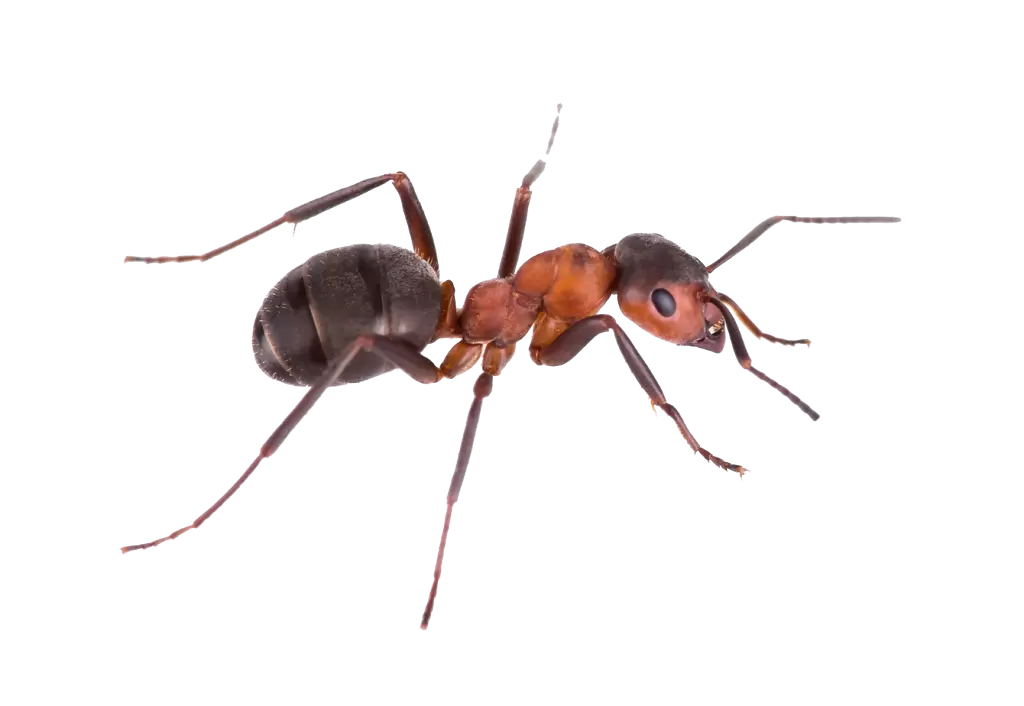 Paper Wasp