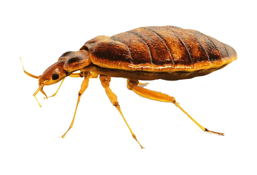 Paper Wasp