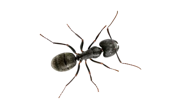 Paper Wasp