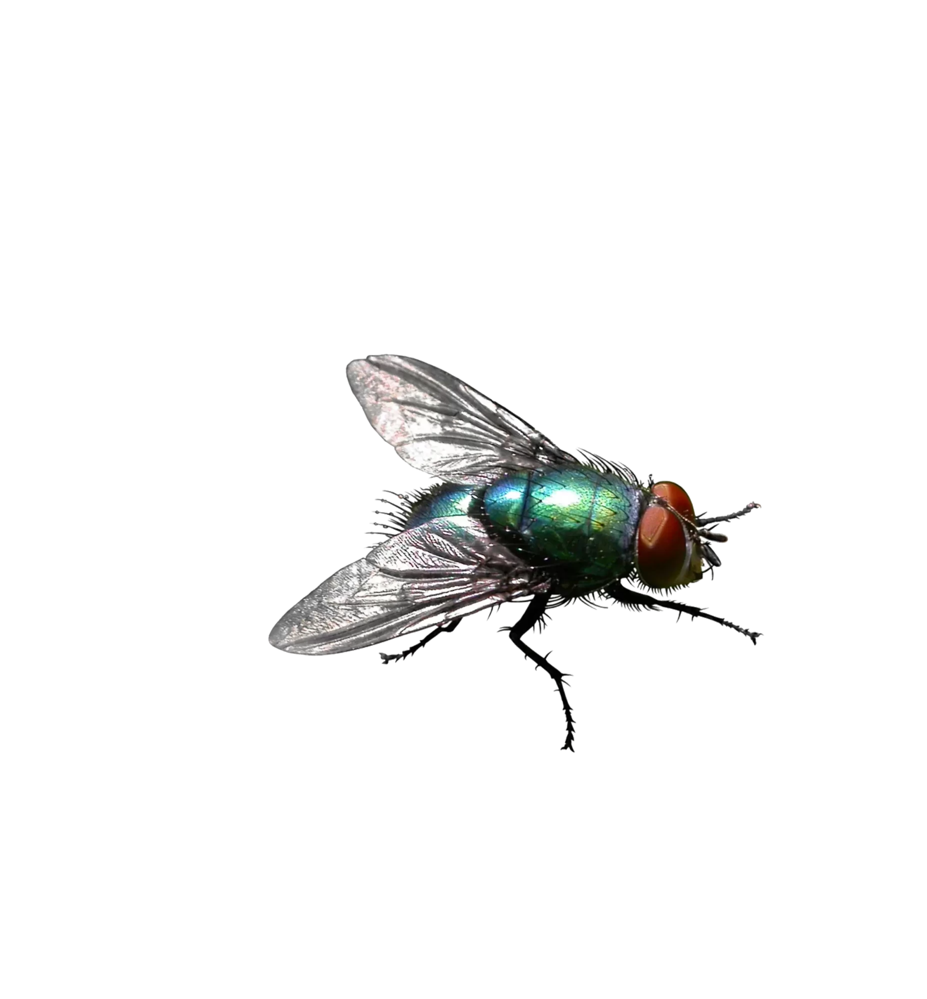 Paper Wasp