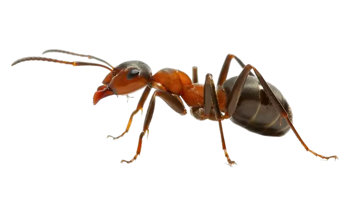 Paper Wasp