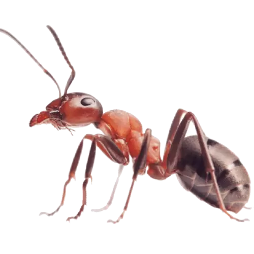 Paper Wasp