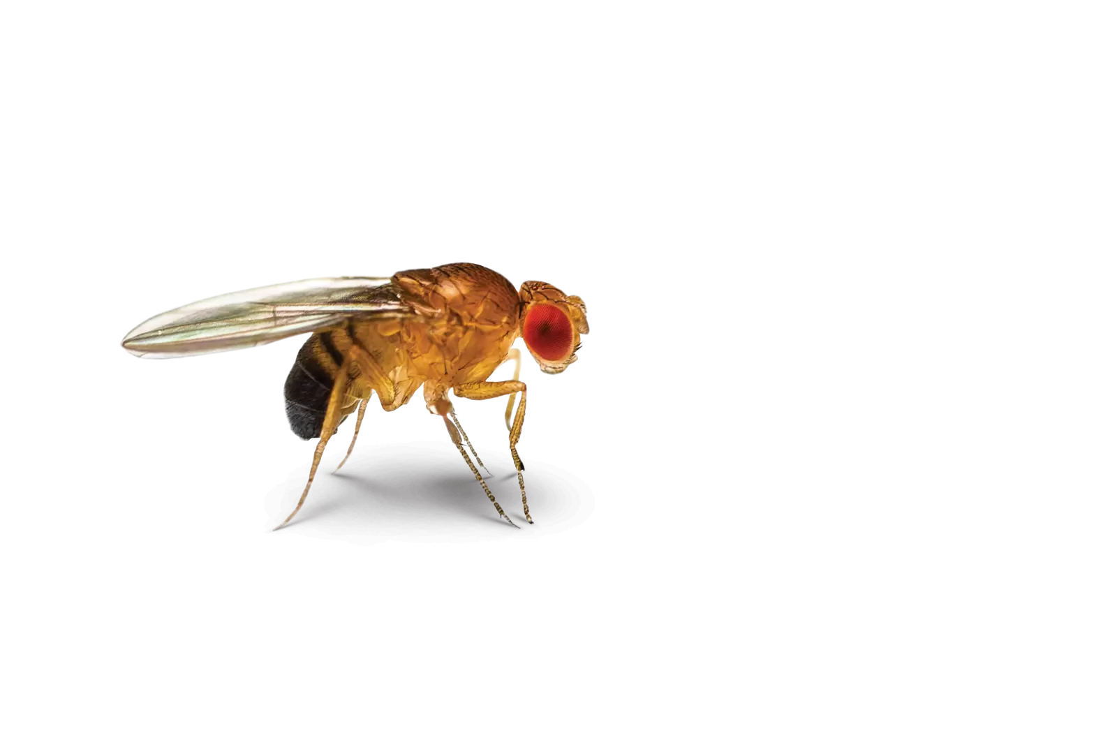 Paper Wasp