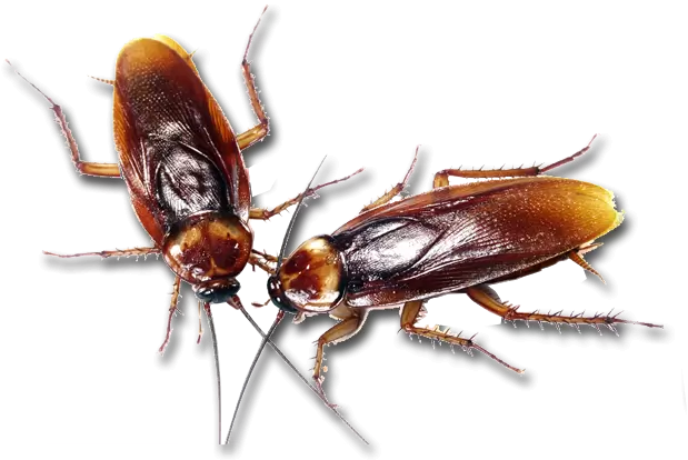 Paper Wasp