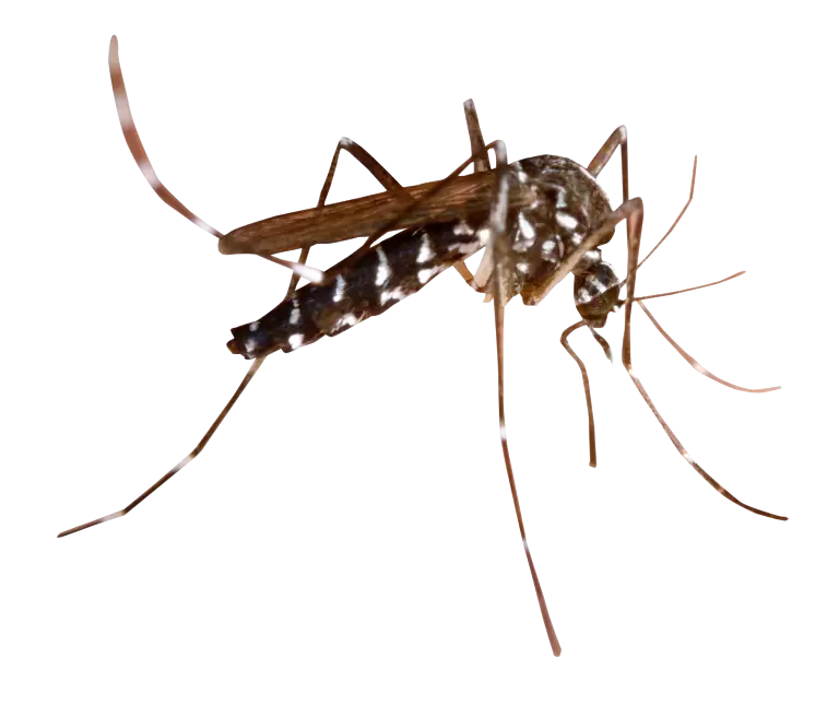 Paper Wasp