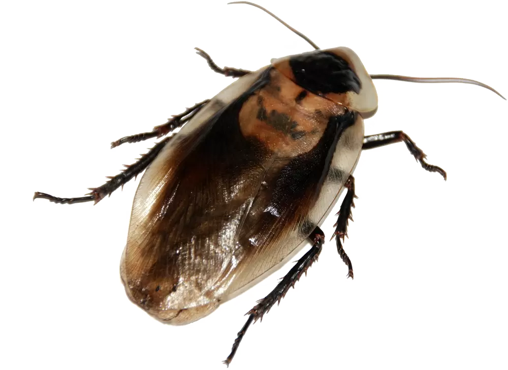 Paper Wasp