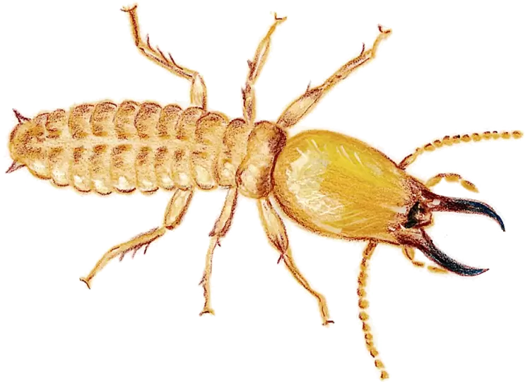 Paper Wasp