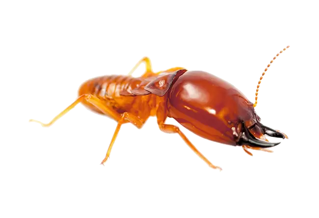 Paper Wasp
