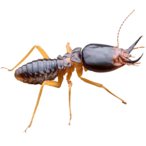Paper Wasp